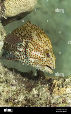  Faroh ¡Un pez de agua salada con escamas brillantes que se camufla entre las rocas!