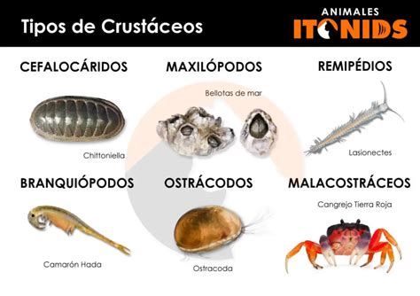  Gamba: ¡Descubre el fascinante mundo de este crustáceo con armadura!