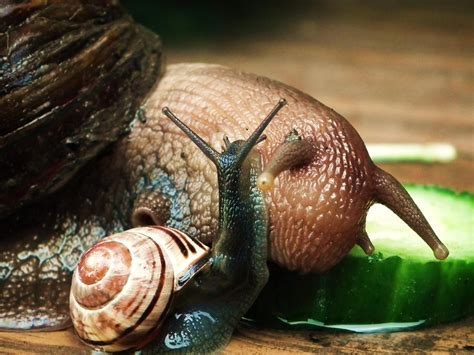  Giant African Land Snail: ¡Un Caracol Gigante que se Desliza con Estilo por los Jardines Tropicales!