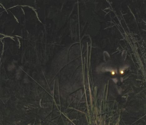  Linces: Un depredador solitario con ojos que brillan en la noche como diamantes en bruto!