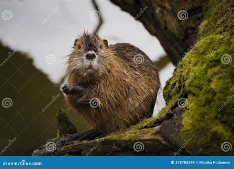  Nutria: ¡Un roedor acuático que combina la belleza de una cascada con el caos de una fiesta de barbacoa!