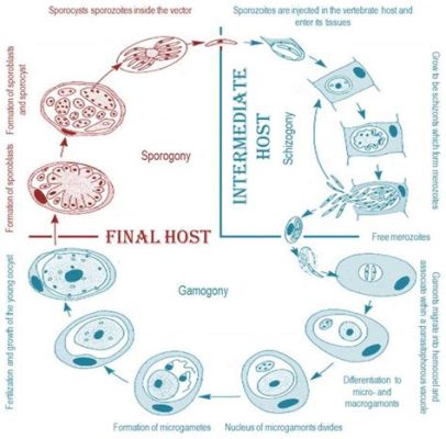 Apicompleja: ¡Un Parásito Intracelular Con un Ciclo de Vida Sorprendentemente Complejo!