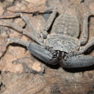  Bagorra: ¡Una Araña Con Piel de Escorpión que Te Dejará Asombrado!