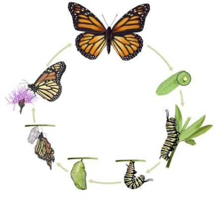  Imago! Una Mirada Fascinante al Ciclo de Vida Completo y la Curiosa Evolución de las Mariposas