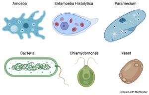  Matteria: Un organismo unicelular que desafía la definición de vida