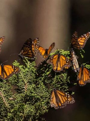 Mariposa Monarca ¡Conoces a la reina del cielo que realiza una increíble migración de miles de kilómetros!