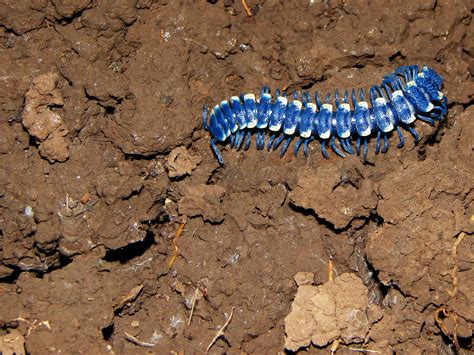  Polydesmus: ¿Conoces al Diplomato que es como una Oruga Gigante Viviendo en la Hoja Podrida?