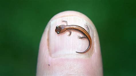  Salamandra ¡Una Criatura Fascinante con Piel Humeda que Respira a Través de su Piel!