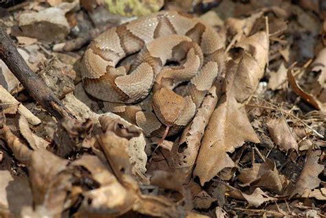  Serpiente ¡Un Maestro de la Camuflaje que Desliza en Silencio entre las Hojas!