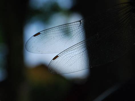 ¿El Jadeado Junco?: Una Mirada Profunda a la Vida de este Fascinante Insecto Con Alas Transparentes!