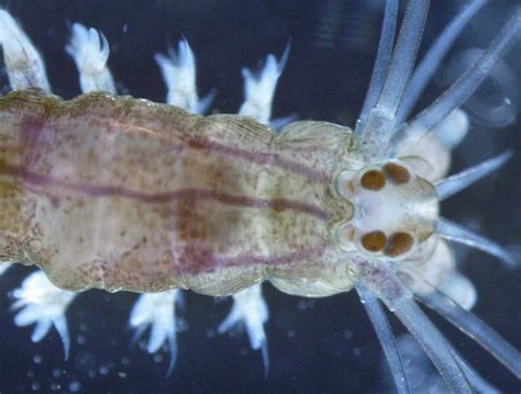  Tubo Cerebrat  ¿Conoces al gusano marino que posee un cerebro visible en la cabeza? 