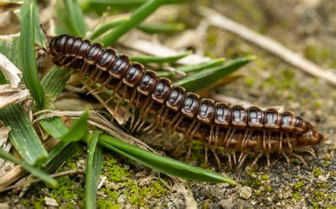  Uncouth! The Many Legs of Unsegmented Millipedes: Unveiling Their Armored Charms