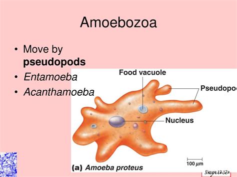  Vexillifera: ¡Un Amoebozo con un Estilo de Vida Tan Inusual Como Su Nombre!