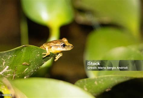  Viborilla: ¡Un pequeño anfibio de la familia Hylidae que nos recuerda la importancia de un hábitat adecuado para su supervivencia!